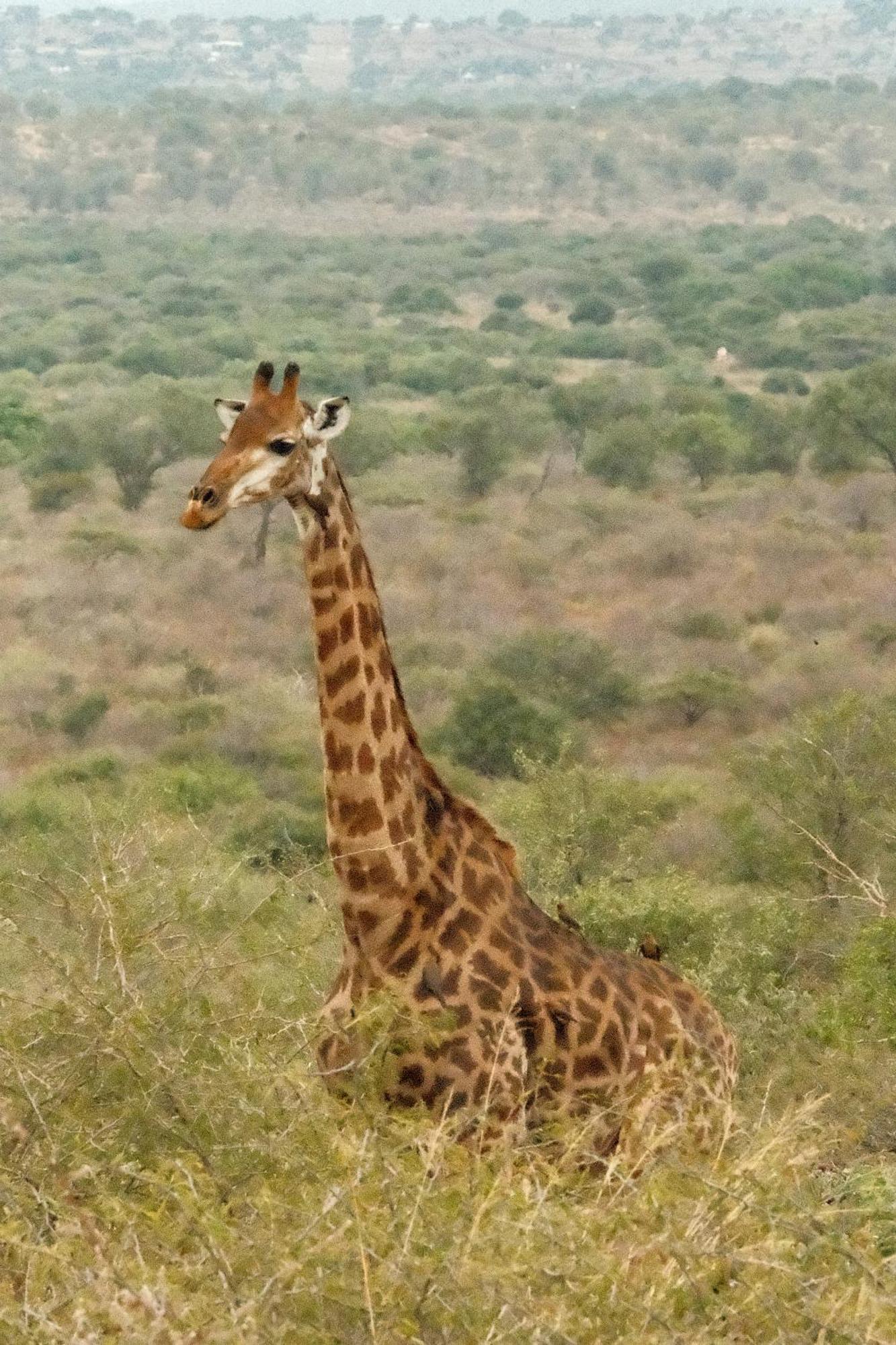 Africamps At White Elephant Safaris Pongola Esterno foto