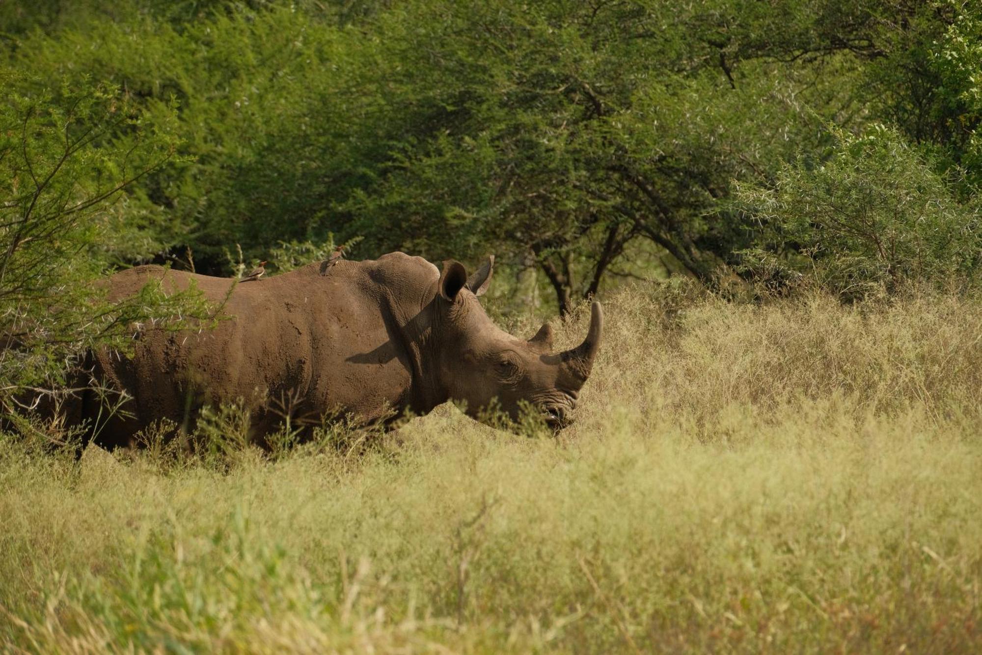 Africamps At White Elephant Safaris Pongola Esterno foto