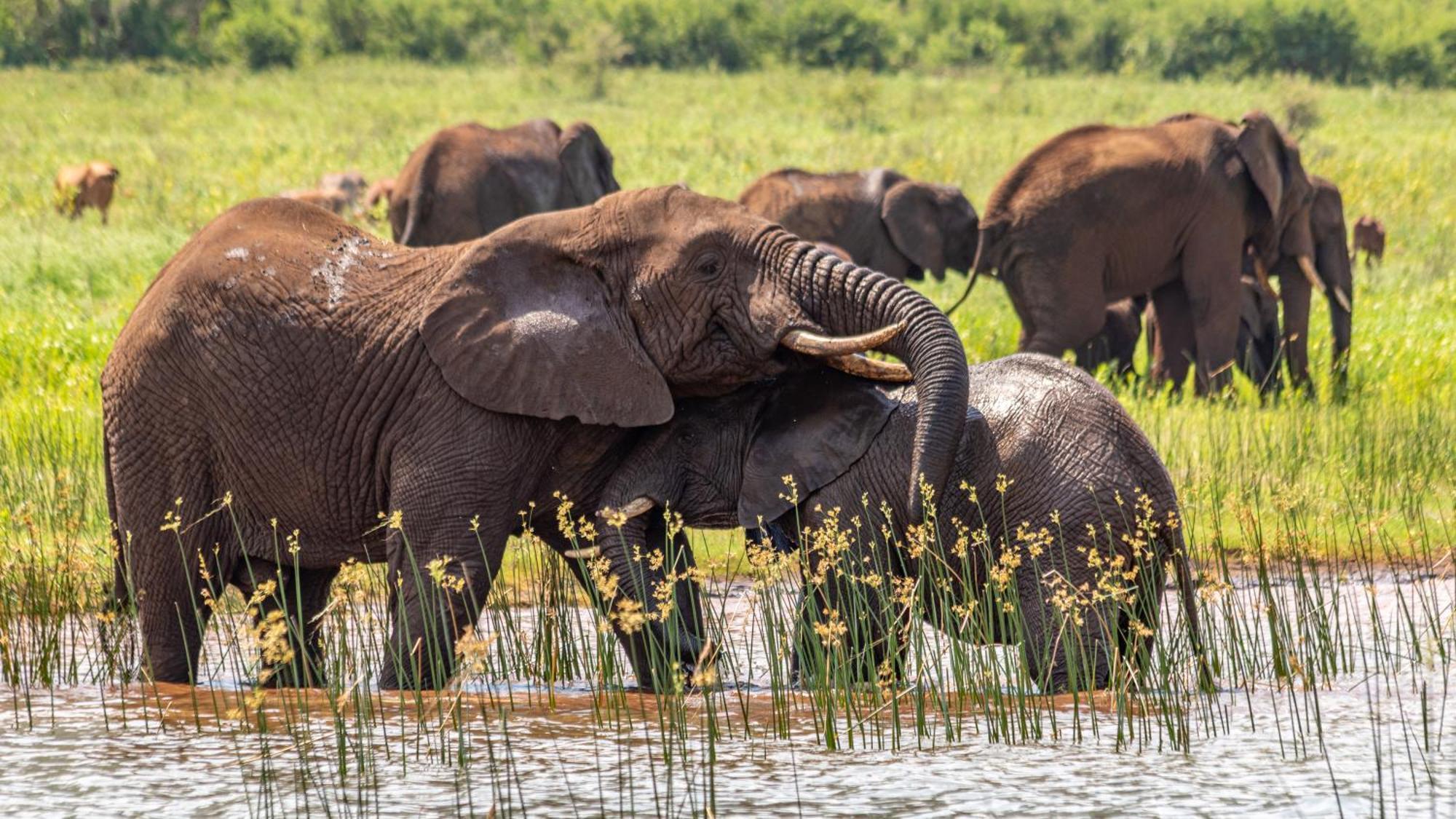 Africamps At White Elephant Safaris Pongola Esterno foto