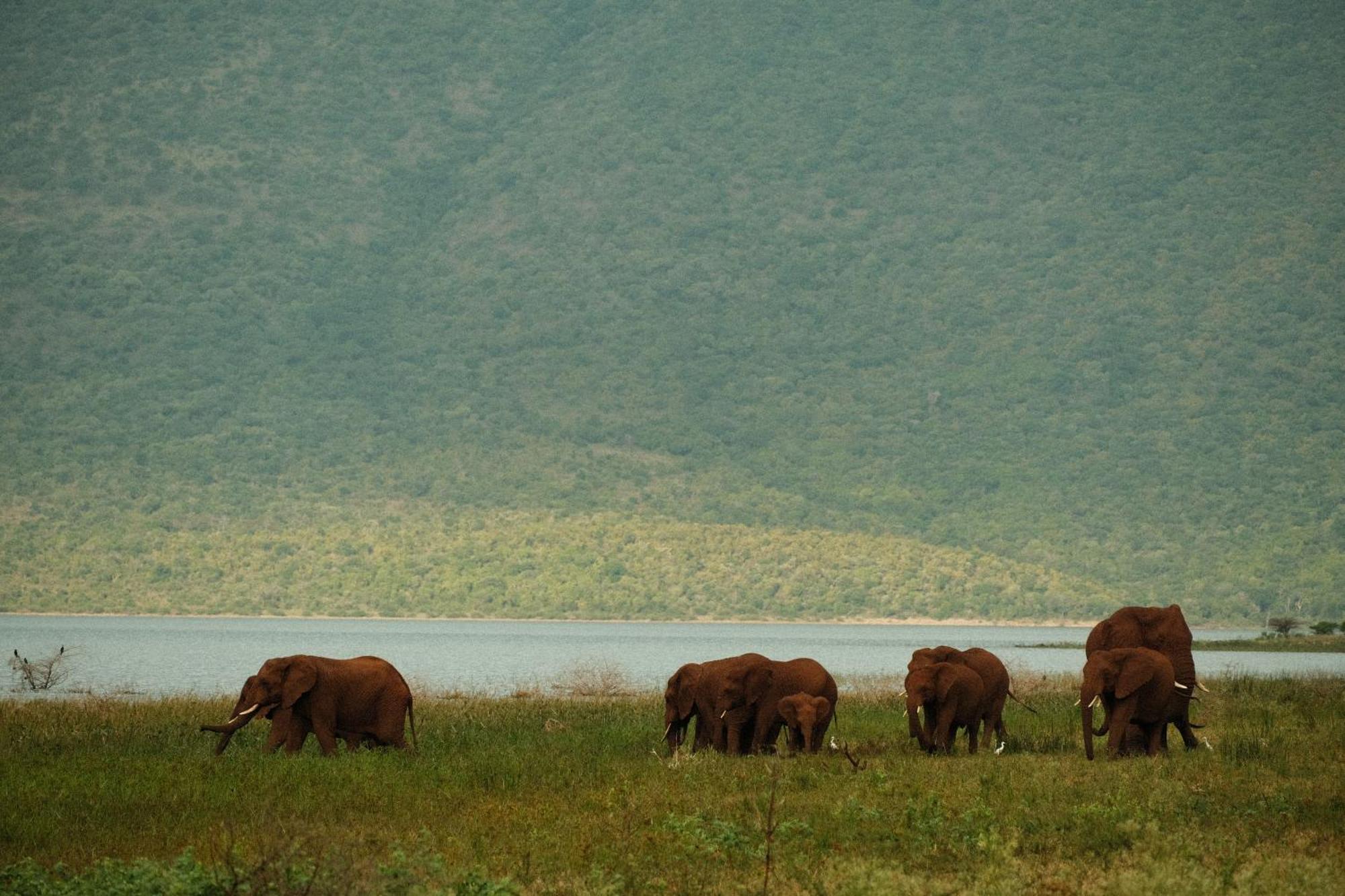 Africamps At White Elephant Safaris Pongola Esterno foto